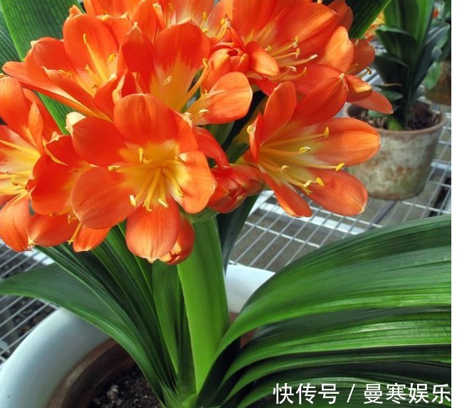 堆肥土|君子兰,四季海棠以下养殖,花苞一波接一波,叶茂花艳花开不断