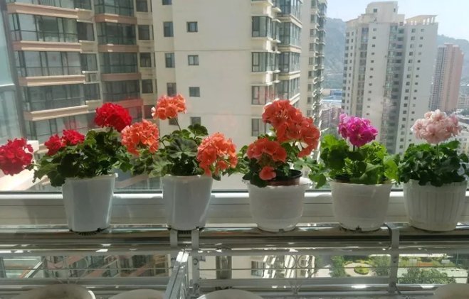 枝条|扦插最佳时期到了,有这花赶紧插,沾土就能活