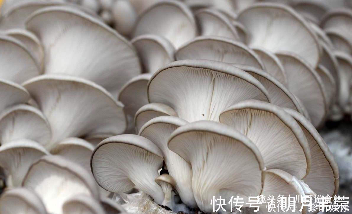 菜农|买平菇时，挑大的还是小的老菜农教您一招，别再买错了