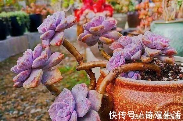 多肉养成“独杆司令”莫慌，做好这4步，侧芽猛长，爆盆不难！