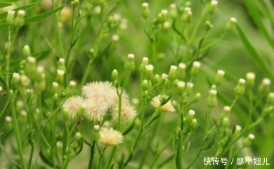 乡下这些植物，祛风止咳，治肝炎、胆囊炎和骨质疏松，你认识几种