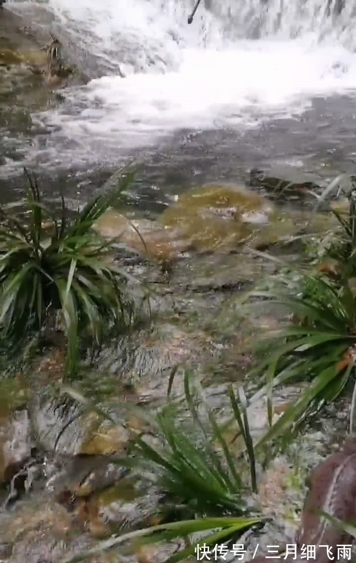 桃花鱼|景区瀑布，发现一米多长大鱼，趴在水草中，见人不跑