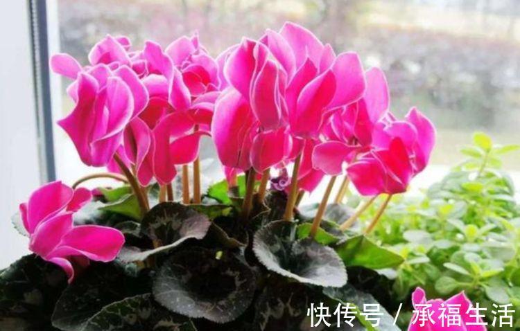 虹彩石|5种花懒人花，好养易活不易生病，有阳光就爆盆