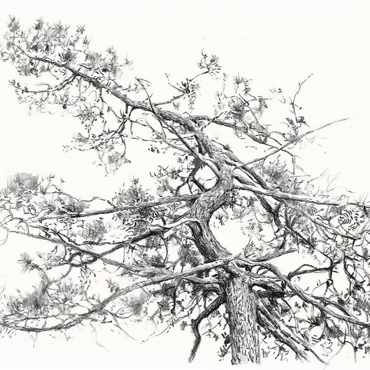 素描&唯美写实的素描,西班牙艺术家Miguel Angel Oyarbid笔下的树