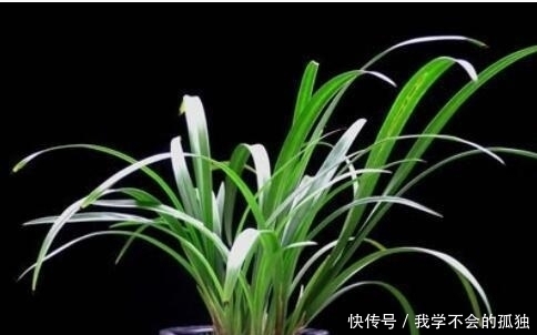 兰花常常养出“馒头堆”,这种造型好处多,预防病虫,花苞冒得多