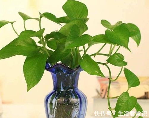 如何让绿萝大量繁殖学会土插、水培技巧，枝干蹭蹭长出大白根！