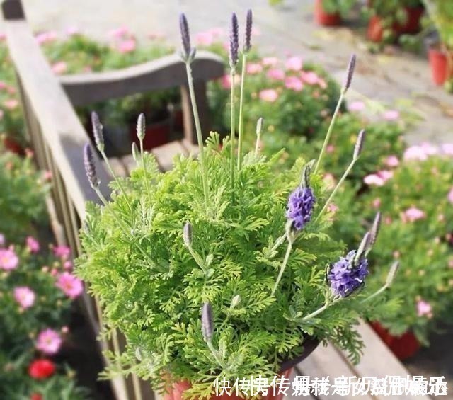 养花有“六戒”、“五忌”,难怪你的花总养不好,原来是犯了忌讳!