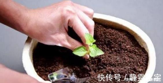 盆土太硬了?用它泡一泡,浸盆浇,土壤透气有营养,还养根