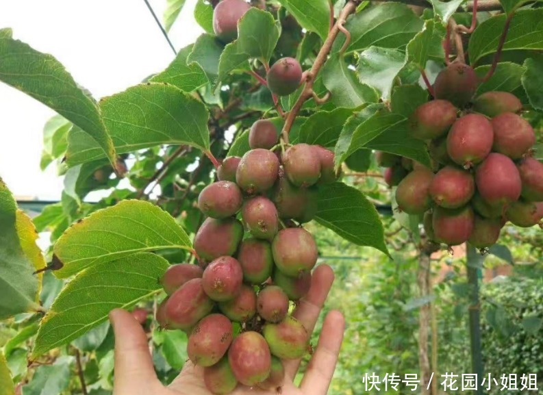 猕猴桃树|家有院子,养花落后了,一新品种果树出现,好看好养