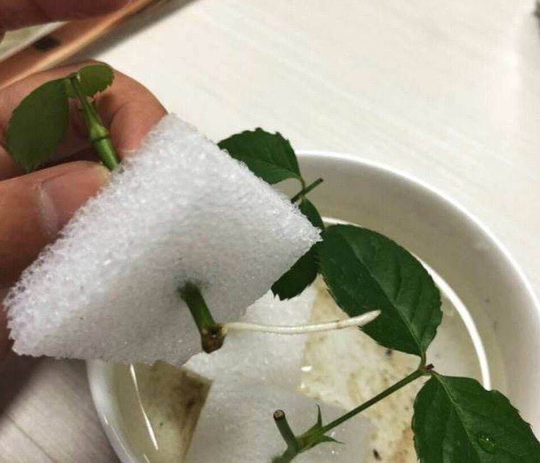 泡沫箱别丢!掰一块扦插养花,省钱实用,用途极广