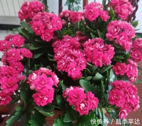 浇灌|养花用什么水浇灌2种'万能浇花水'，浇啥花都能越长越旺盛