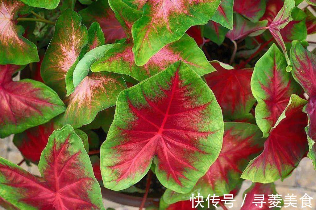 栽种|适合放在客厅的6种大型盆栽，好看健康，大大的叶子充满生机