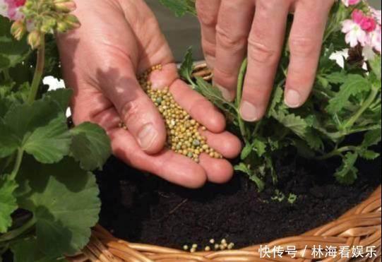 肥料|淘米水、羊粪水都不如2种肥，啥花都通用，养啥花爆啥花