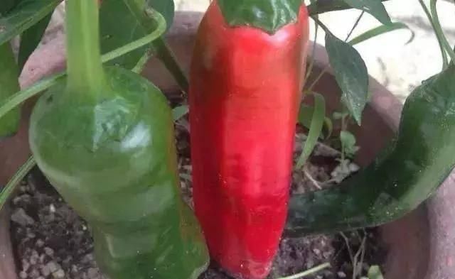 湿气重|湿气重的人的注意,3种食物可多吃,3种食物再喜欢还是尽量少吃