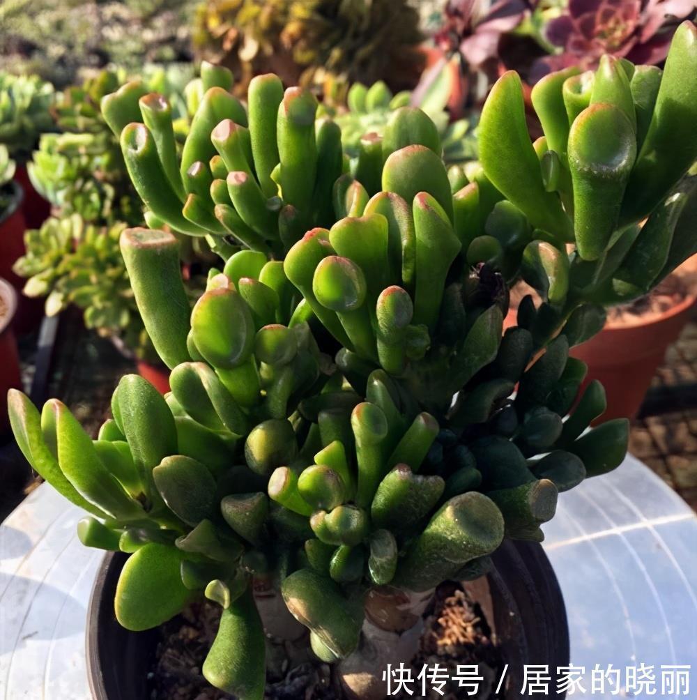 名叫|一种多肉名叫吸财树,叶形奇特还会变色,冬天用对方法还能爆盆