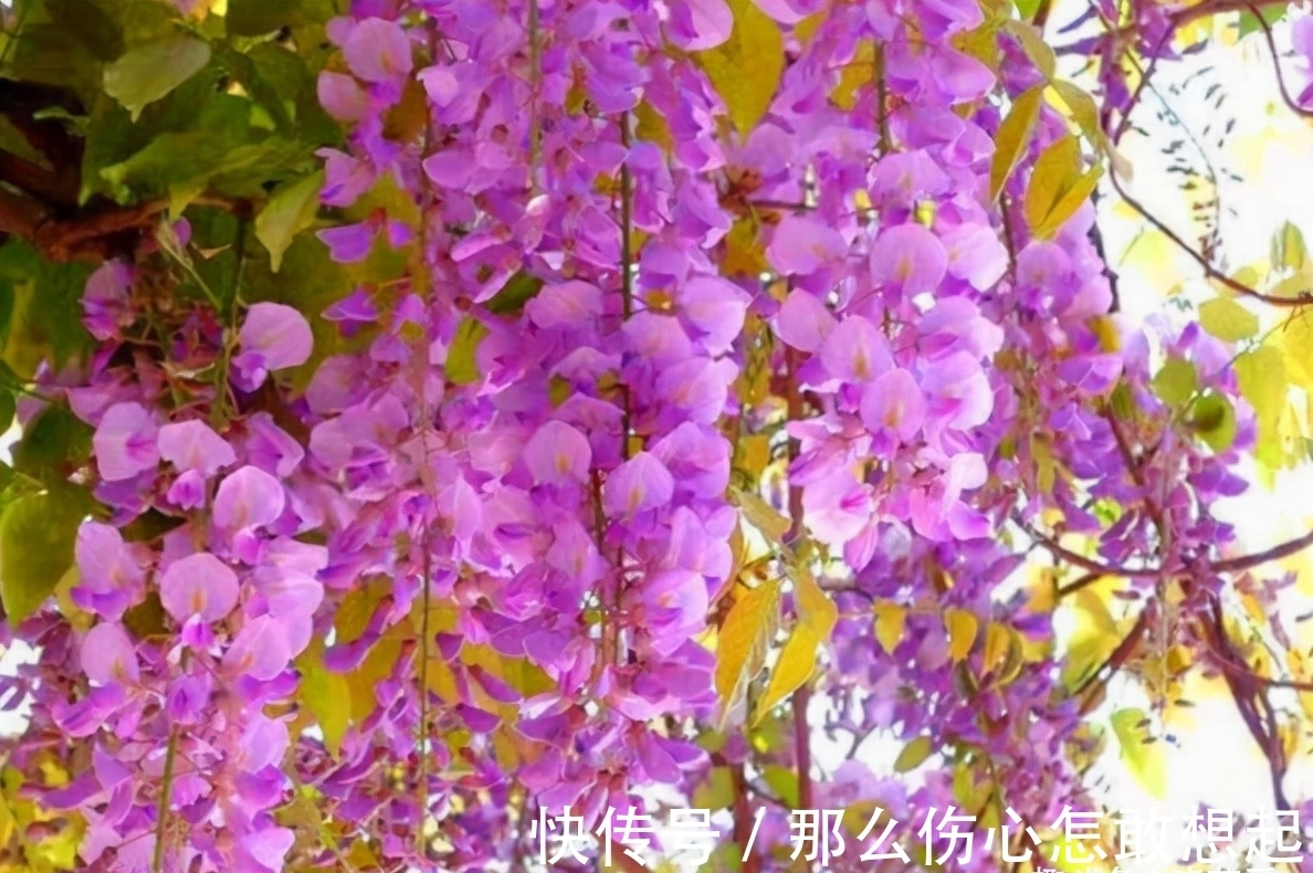 数据库|漂亮的有毒花，认识20种“大毒花”，涨知识不吃亏