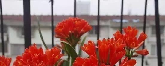 用橘子皮养花，效果比花肥“好多了”，实用简单效果好，啥花都喜欢