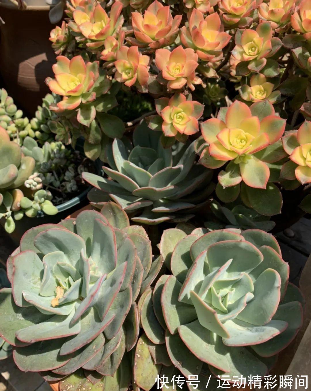 十几年的多肉“妖精”,自然老桩头,造型太美