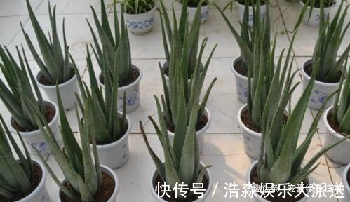 现如今，很多人爱养“3种植物”，难怪都钱多，过得好，你家有