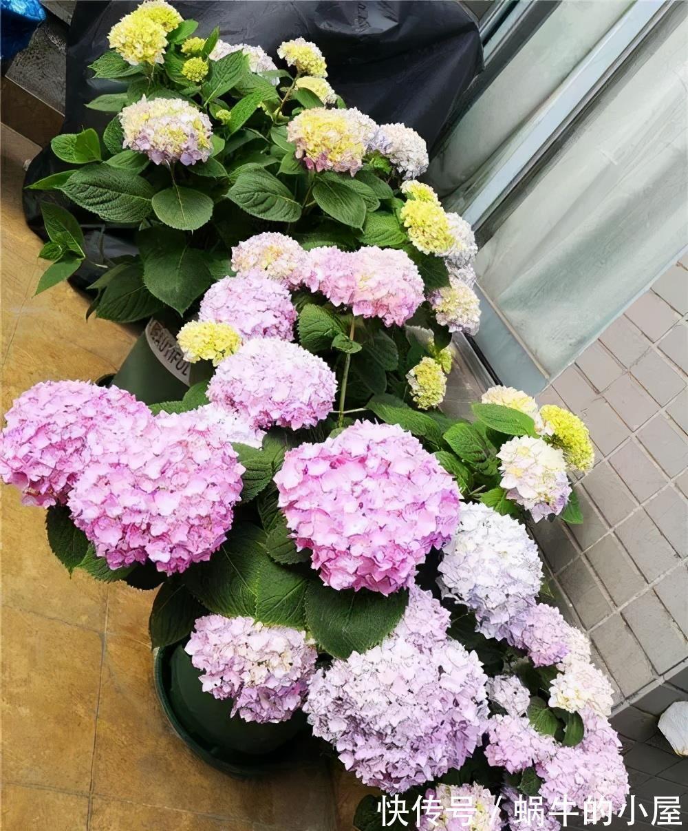 新手|家里养了4种花,7月修剪是关键,还能再开一茬花,新手须知