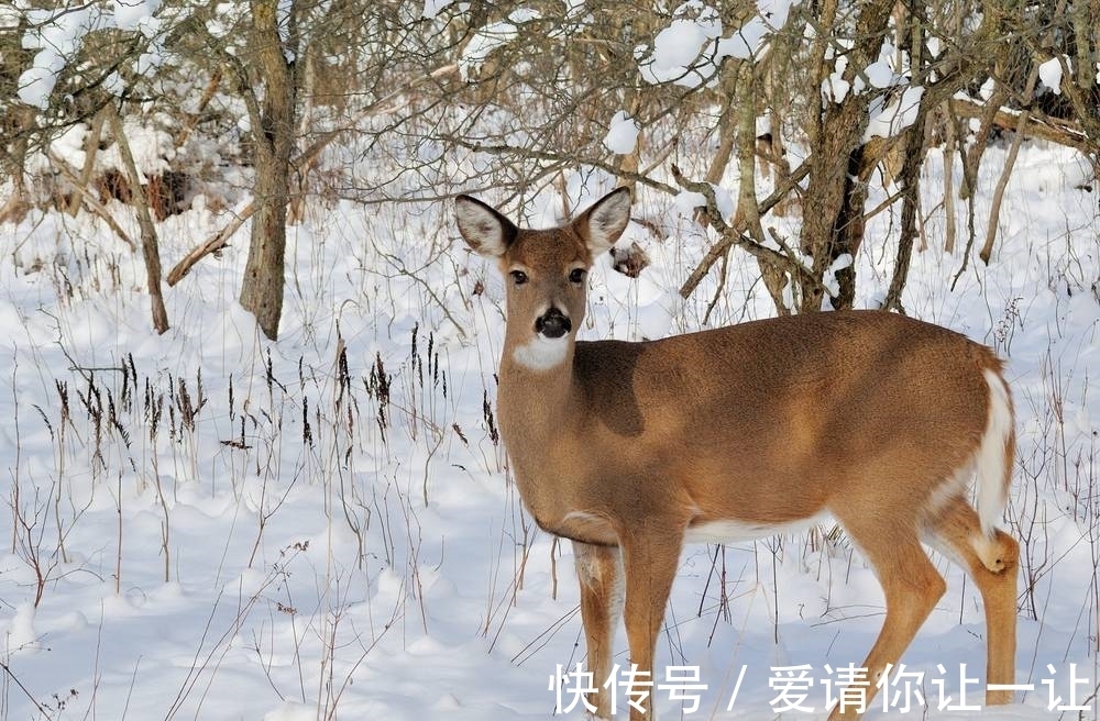 玛雅$千年前的玛雅人都吃啥？鹿文化的兴起，不仅要吃肉还拿来做工具