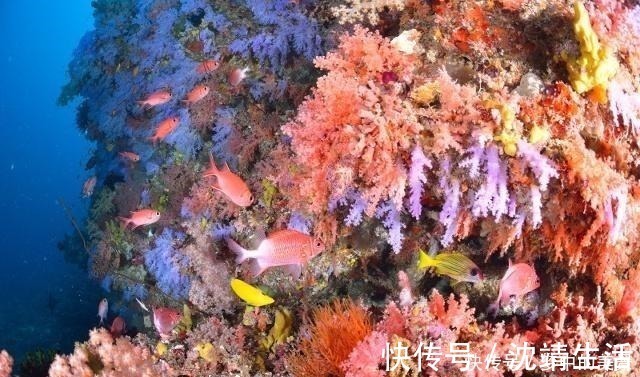 十个冷知识！服部半藏其实指的是一群人！