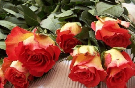 新手养花，不如养盆花中精品“彩纸口红”，花开似唇彩，淡雅秀丽