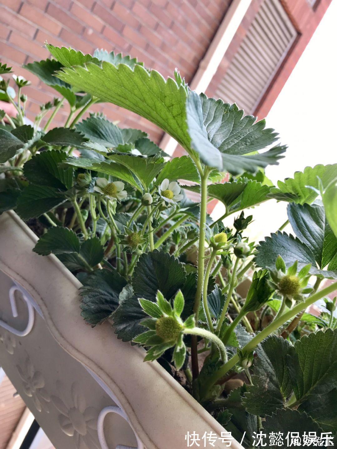 枝条|大粗杆插土里,7天生根,当年结果压弯枝,不用买水果了!