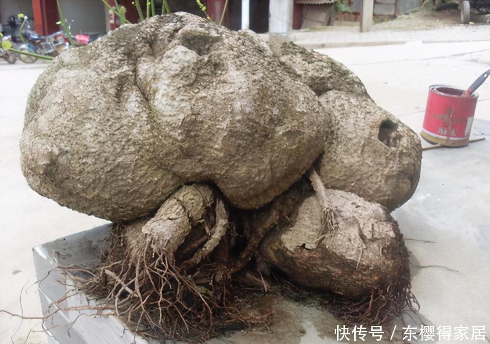 一块“乌龟壳”,长满铜钱叶,一个月爬满墙,越养越吉利