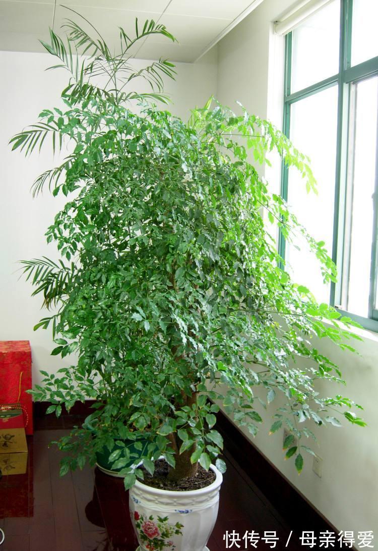 客厅|客厅见树,十家九富,6种富贵树,随便养一盆,子孙一直富