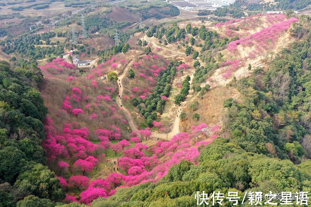 花海|宁波赏梅地，梅开成海，首选一二三