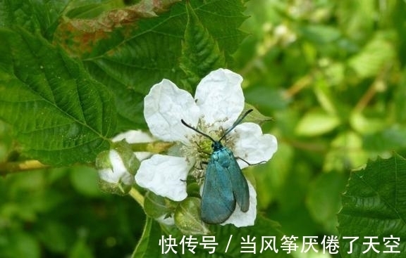 处女座|8天后，意外相遇，遇见桃花，姻缘来袭，得到真爱，倾听建议