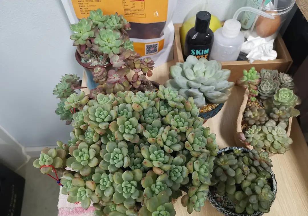 浇水|最好养的多肉名单公布,肥美又鲜艳,其中蛛丝卷绢像一张蜘蛛网