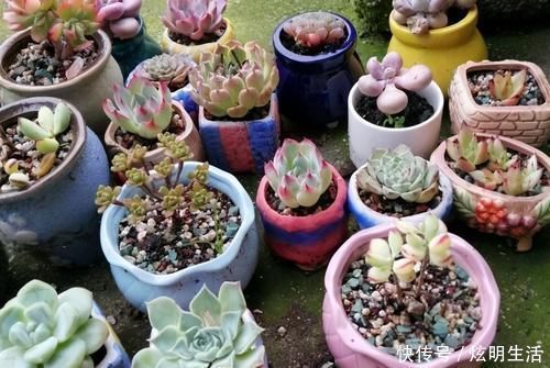 光照|多肉淋水后,哪些事情不该做,早知道才能避免“发烧”