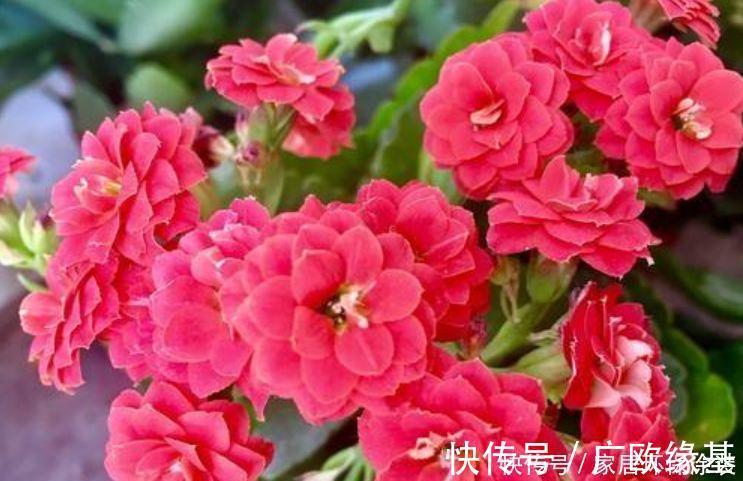 玫瑰|4种花高贵优雅,看了就让人沉醉,年年开花不断,美!