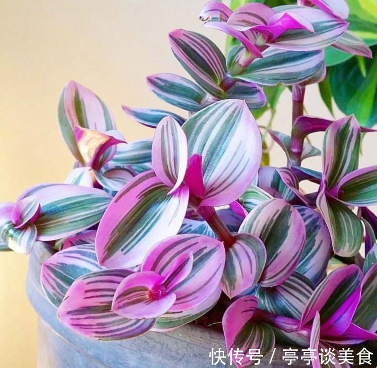 叶片|它是吊兰中的极品，姹紫嫣红、高端大气，养在客厅太上档次