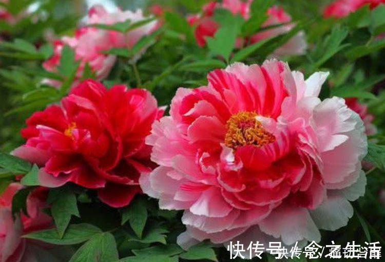 冬天养此几款植物，好养易打理，花色柔美，全年开花不断