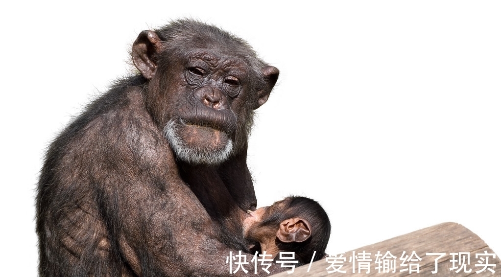 人类|尼安德特人灭亡是因母乳喂养?最新科研:这是伪科学!