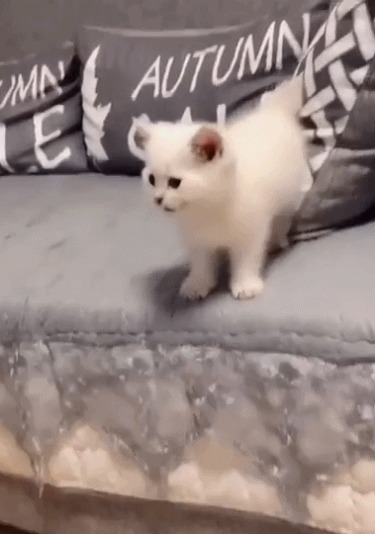 |搞笑趣图段子:美女想按摩可以找我,我可是专业的