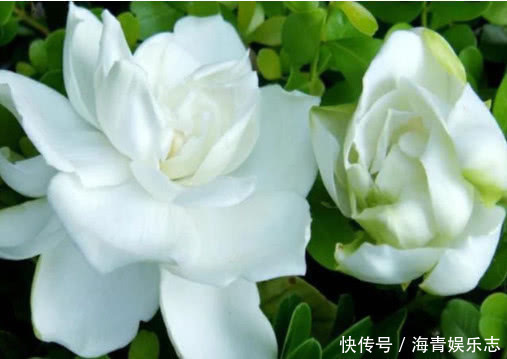 浇水|4种花夏天必须勤浇水，水分充足爆花一整夏，不然叶片发黄不开花