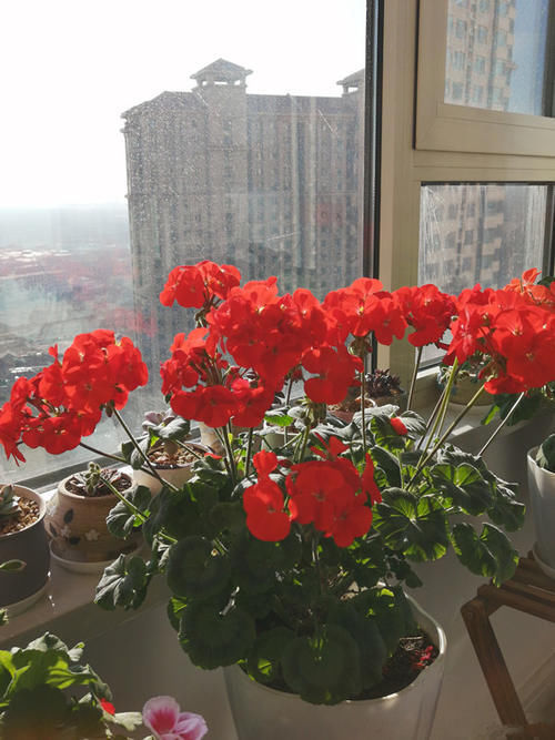 名花|世界名花“天竺葵”,优秀的阳台盆栽花,家里养一盆,三季有花看