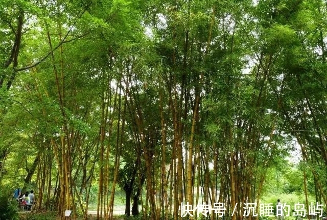 桂竹|26种 · 竹子大全