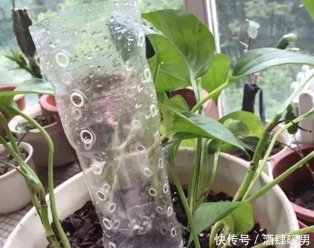 70岁的他,喜欢用“废品”养花种菜,月饼盒、泡沫箱都能用上!