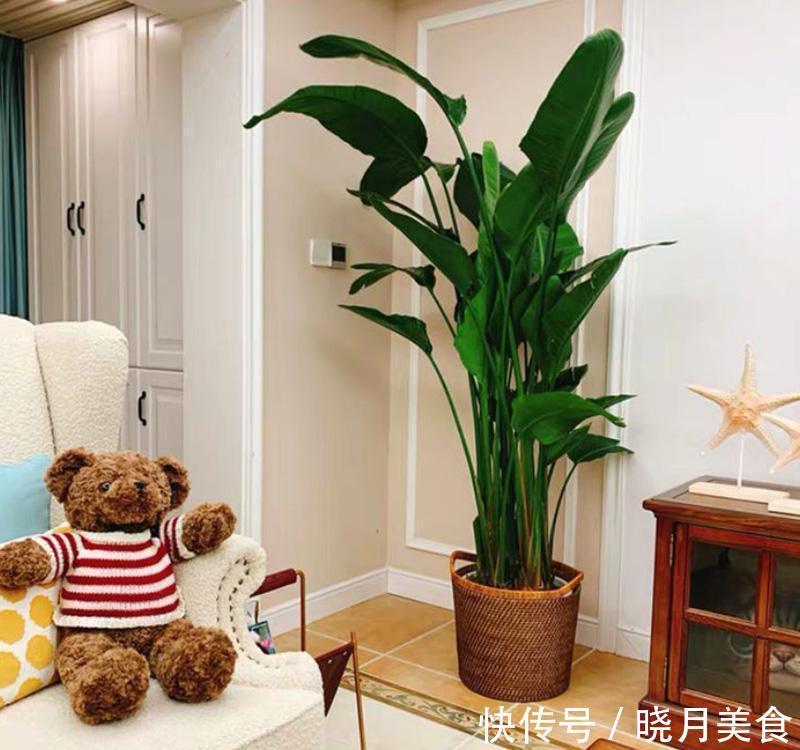 7种大型花,建议在客厅养一盆,吸废气制氧气,还有旺家的好寓意