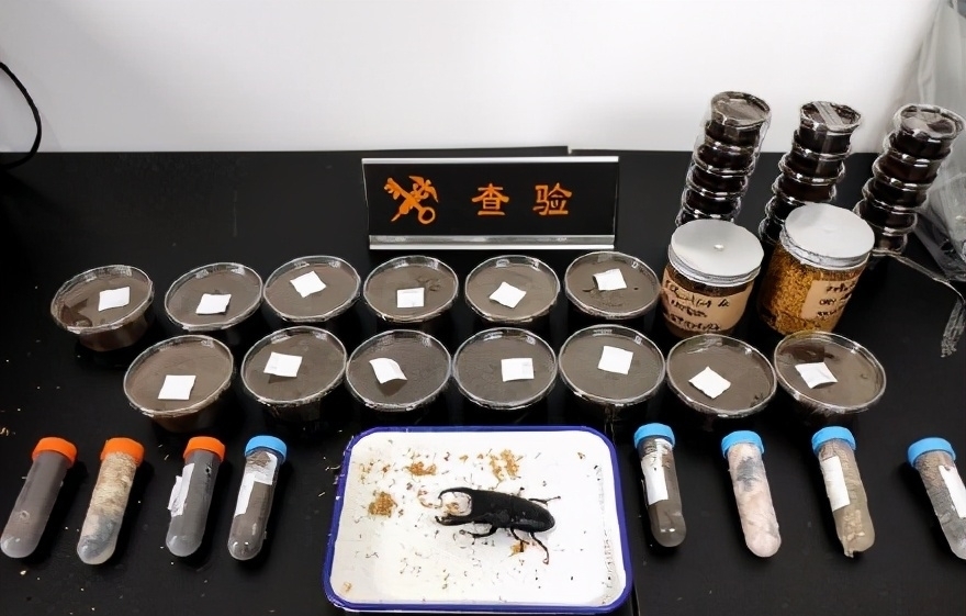 日本漫画|日本的可怕昆虫你见识过么?动漫创意来源!