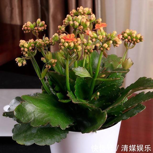 养长寿花,叶子开始发红,不精神,这2个“小动作”要注意!