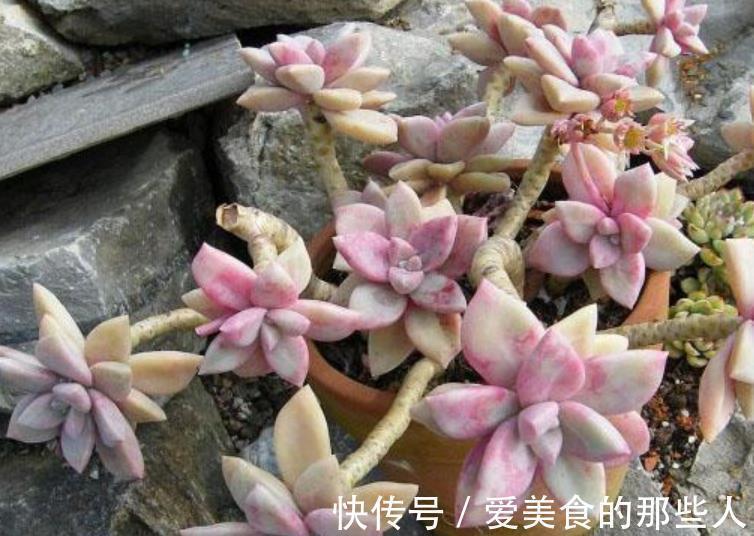 此款多肉短小肥厚,容易爆崽“流出盆”,养成悬崖桩真霸气