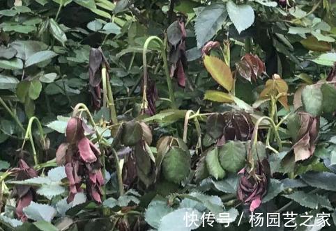 月季|月季的嫩枝垂头了怎么办,先别急着剪