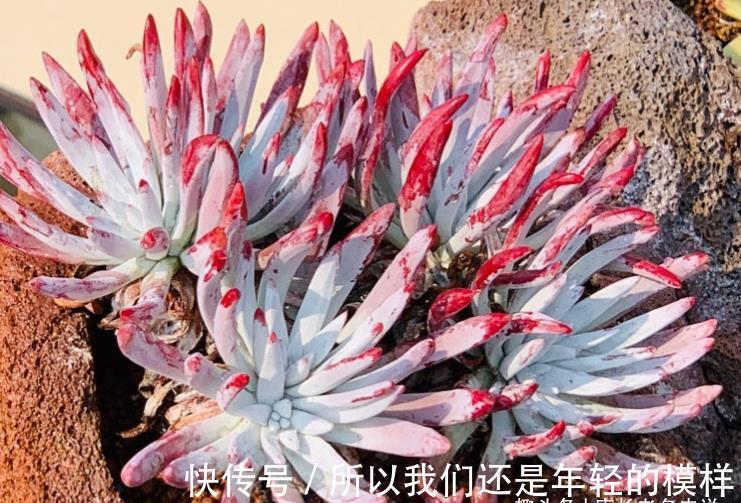 休眠|多肉爱杜丽丝好不好度夏？如果你像我这样养的话，那度夏自然不难