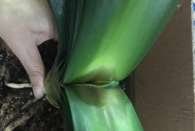 小技巧|3个养花“小技巧”,越早知道越好!养花百分百成活,1分钟学会